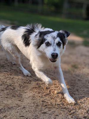 Macy at barking springs dog ranch!