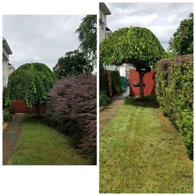 Small tree and Bush trimming