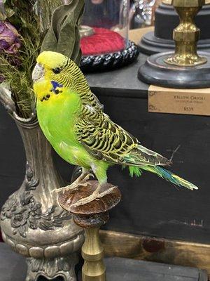 Taxidermied parakeet