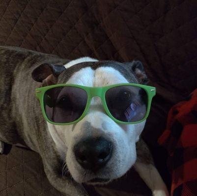 That's my Grand-dog Harley in those Foater-Grants. Her future is so bright, she's gotta wear shades.