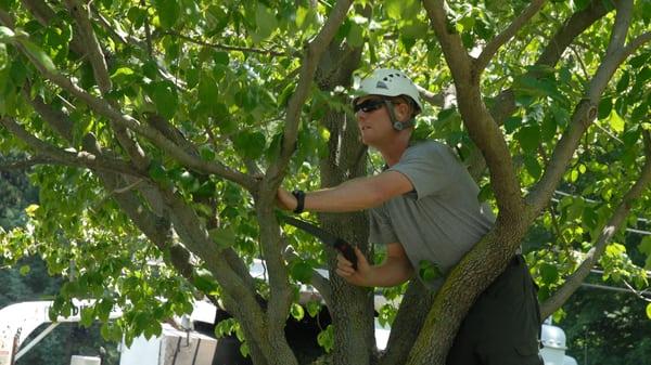 ECO Tree service