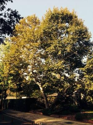 sycamore tree before in Pasadena.