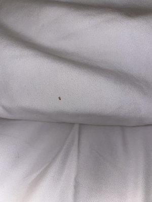 BEDBUGS!!!