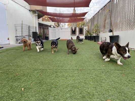 Red Rover Pet Resort