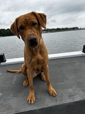 Red practicing his skills in HR Detection out of the boat after finishing his training with PCK