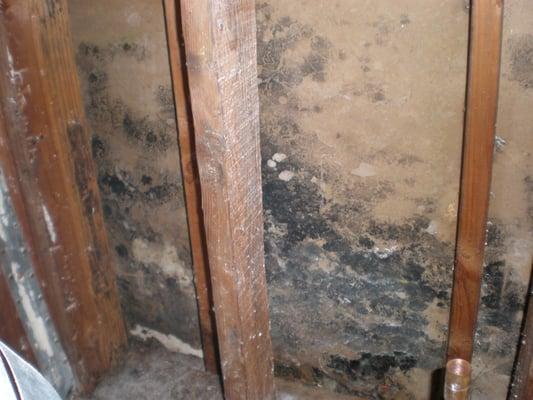 Mold problem within wall cavity