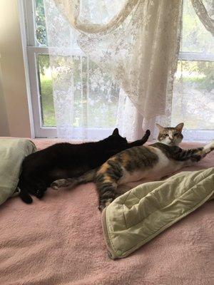 Canyon, the calico, from whom Dr. McNulty removed bladder stones about five yrs ago. She is now 15 in this pic w/ my youngest cat, Coco.