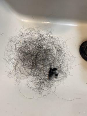 One day's worth of shedding