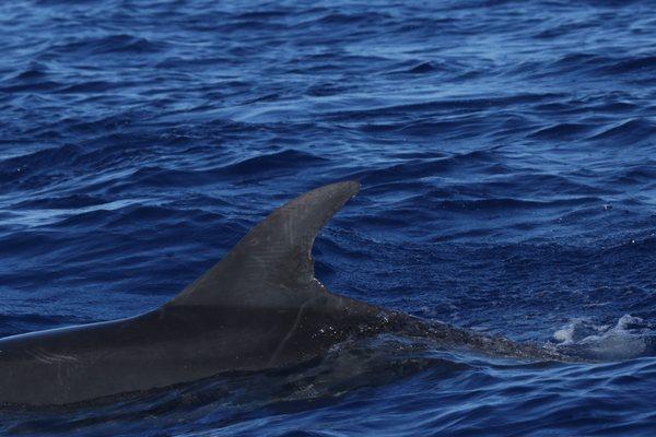 Bottlenose dolphins off Kohala coast of Big Island