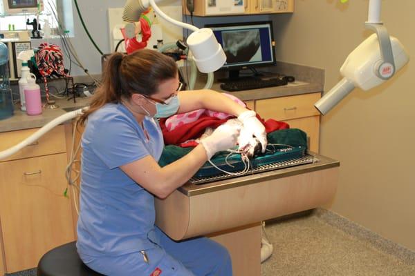 LePar Animal Hospital is equipped with Dental Radiography, and is equipped for advanced dentistry.