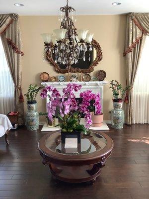 Joy of Orchid Display