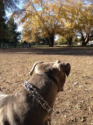 dog park in November :) he's lookin for playmates