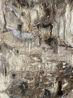 Active termites from water damage