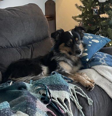 Canyon made himself right at home in his fur-ever home just in time for Christmas.