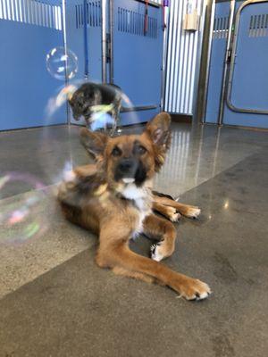 Max on bubble Tuesday