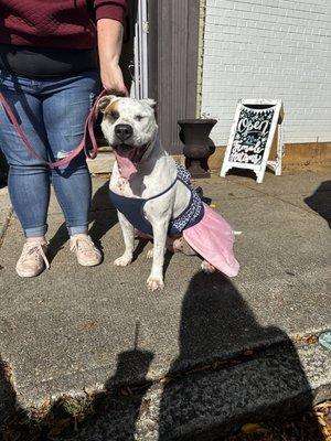 Sweet dressed up pup and her human strolling in Carytown in front of store before I entered store.