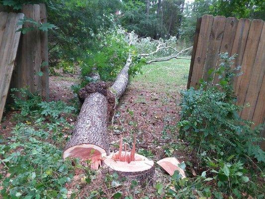 After we dropped the cherry tree between the privacy fence, Very skilled saw man!!