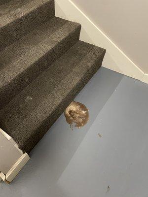 This spill has been on the stairwell for 3 weeks. They removed  carpet due to dog pee, but left the other gross carpet up