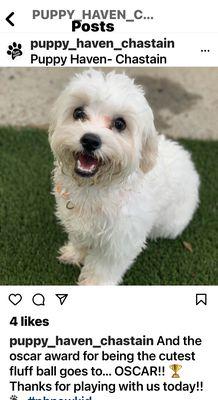 Oscar on the playground at Puppy Haven!