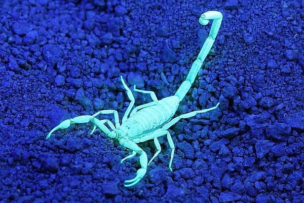 This is what a scorpion looks like with a black light on it! As you can see this makes them very easy to locate.