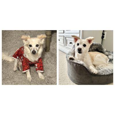 Dog before and after his trim