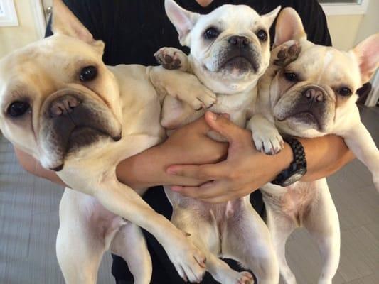 Armful of Frenchies!