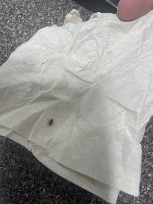 Bedbug I captured in room 105 crawling on ME on the bed around 6 AM. I wrapped it in a napkin and dropped it on the front desk.