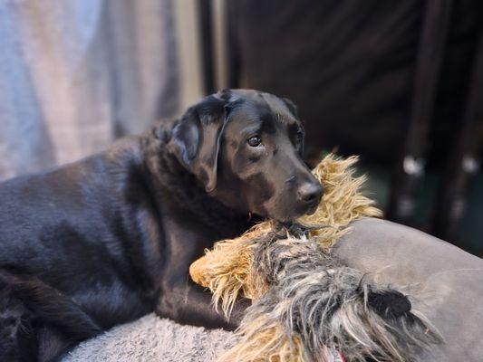 The lovely Miss Nora needs her stuffy to feel comfortable and safe