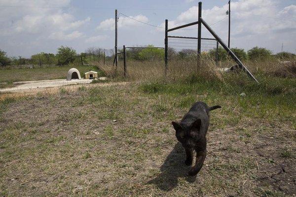 Resident Shelter Cat "Doug". 
 Photo Credit Mykaila Compton,