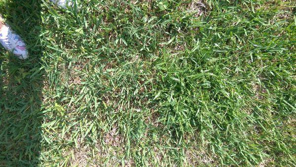 Crabgrass in the brand new sod...Where does he buy his sod?