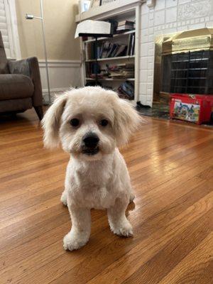 Puppy haircut