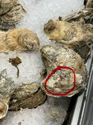 Worms on oyster. $1.69