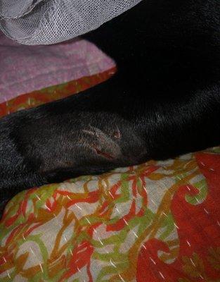 Dog bite injury sustained at the WH Wagging Tails Location