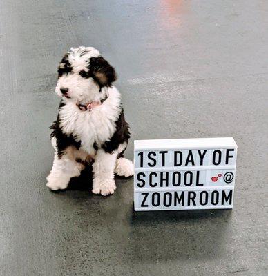 Zoom Room Dog Training