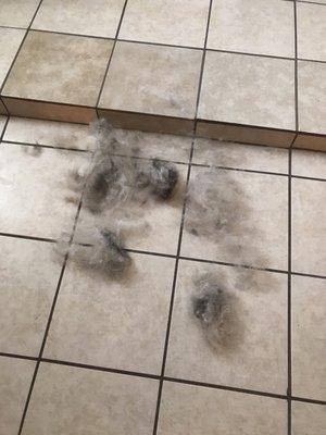 After having my dog fully groomed and even a de-shed, I still had to brush parts of his winter coat off.