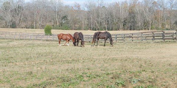 Farm horses