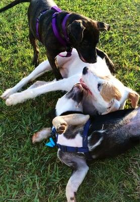 Puppy pile.