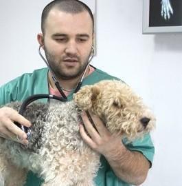 Man with Dog, Boarding Services in Bradenton, FL