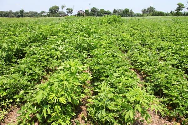 strawberry field