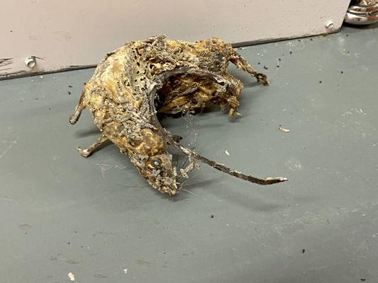 Dead rat from our storage unit