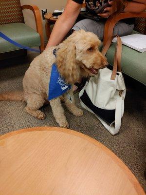 Therapy Dog! His name is Aussie!