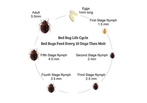 Bed Bug Life Cycle