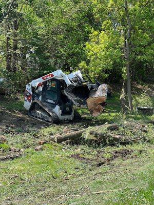 Big Tree Removal