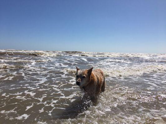 Dog swim. Technically dogs should be leashed but we couldn't resist a swim!