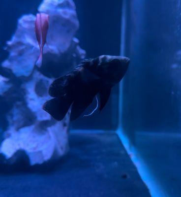 Internal parasite infected Oscar sold by Fish Gallery Addison. Thanks, paid 2x the normal rate for a neglected fish/setup.