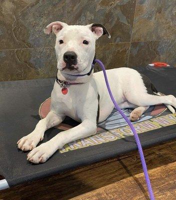 Athena practicing her mat training