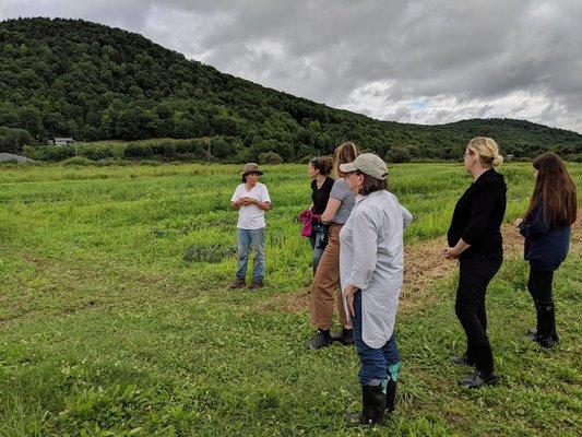 Fresh veggies and kimchee at East Branch Farm!