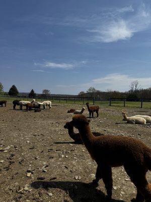 Alpacas farm