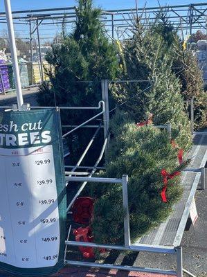 Tree selection. 75% off listed price shown