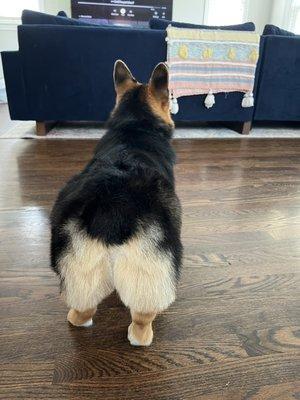 Tri-colored corgi, groomed